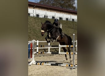 Slowaaks warmbloed, Ruin, 8 Jaar, 180 cm, Donkerbruin