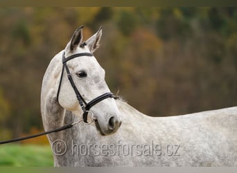 Słowacki koń gorącokrwisty, Klacz, 6 lat, 171 cm, Siwa
