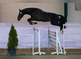 Słowacki koń gorącokrwisty, Ogier, 3 lat, 164 cm, Skarogniada
