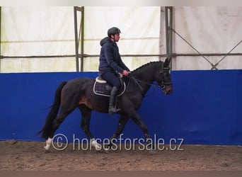 Słowacki koń gorącokrwisty, Ogier, 3 lat, 164 cm, Skarogniada