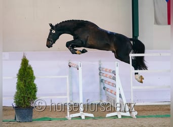 Słowacki koń gorącokrwisty, Ogier, 3 lat, 164 cm, Skarogniada