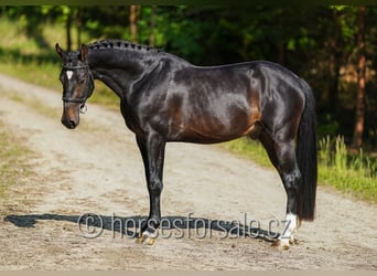 Słowacki koń gorącokrwisty, Ogier, 3 lat, 164 cm, Skarogniada