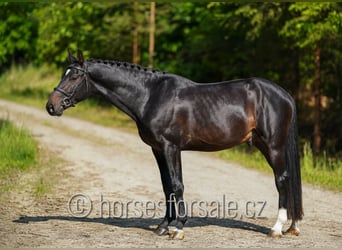 Słowacki koń gorącokrwisty, Ogier, 3 lat, 164 cm, Skarogniada