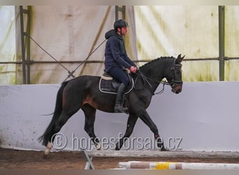 Słowacki koń gorącokrwisty, Ogier, 3 lat, 164 cm, Skarogniada