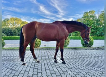 Słowacki koń gorącokrwisty, Wałach, 10 lat, 165 cm, Gniada
