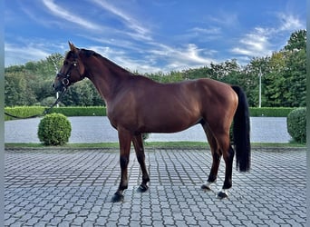 Słowacki koń gorącokrwisty, Wałach, 10 lat, 165 cm, Gniada