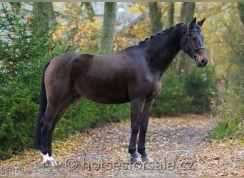 Słowacki koń gorącokrwisty, Wałach, 10 lat, 175 cm, Ciemnogniada