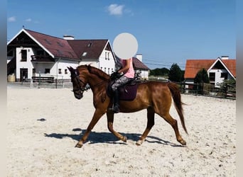Słowacki koń gorącokrwisty, Wałach, 16 lat, 165 cm, Kasztanowata