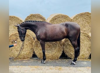 Słowacki koń gorącokrwisty, Wałach, 6 lat, 168 cm, Ciemnogniada