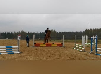 Słowacki koń gorącokrwisty, Wałach, 7 lat, 170 cm, Ciemnokasztanowata