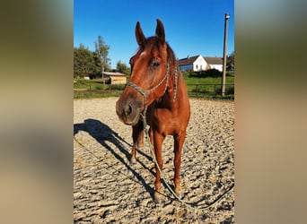 Słowacki koń gorącokrwisty, Wałach, 7 lat, 170 cm, Ciemnokasztanowata