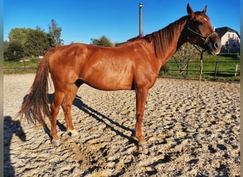 Słowacki koń gorącokrwisty, Wałach, 7 lat, 170 cm, Ciemnokasztanowata