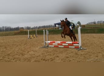 Słowacki koń gorącokrwisty, Wałach, 7 lat, 170 cm, Ciemnokasztanowata