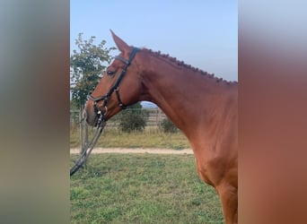 Słowacki koń gorącokrwisty, Wałach, 7 lat, 170 cm, Kasztanowata