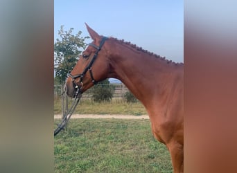 Słowacki koń gorącokrwisty, Wałach, 8 lat, 170 cm, Kasztanowata