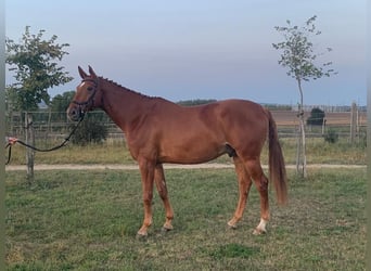 Słowacki koń gorącokrwisty, Wałach, 8 lat, 170 cm, Kasztanowata