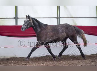 Slowakisches Warmblut, Hengst, 5 Jahre, 165 cm, Schimmel