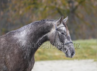 Slowakisches Warmblut, Hengst, 5 Jahre, 165 cm, Schimmel