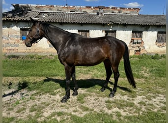 Slowakisches Warmblut, Stute, 10 Jahre, 165 cm, Rotbrauner