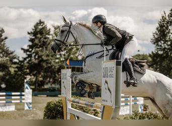 Slowakisches Warmblut, Stute, 10 Jahre, 165 cm, Schimmel