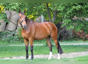 Slowakisches Warmblut, Stute, 10 Jahre, 172 cm, Brauner