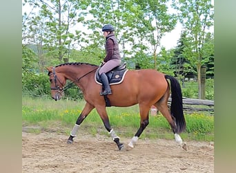 Slowakisches Warmblut, Stute, 10 Jahre, 172 cm, Brauner