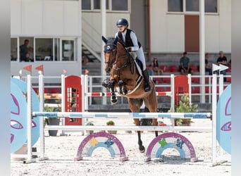 Slowakisches Warmblut, Stute, 10 Jahre, Brauner