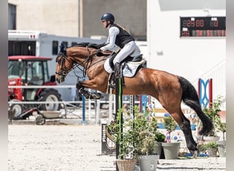 Slowakisches Warmblut, Stute, 10 Jahre, Brauner