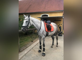 Slowakisches Warmblut, Stute, 11 Jahre, 162 cm, Schimmel