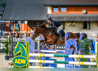 Slowakisches Warmblut, Stute, 11 Jahre, 165 cm, Brauner