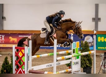 Slowakisches Warmblut, Stute, 11 Jahre, 169 cm, Dunkelfuchs