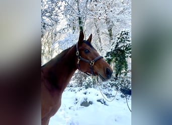 Slowakisches Warmblut, Stute, 11 Jahre