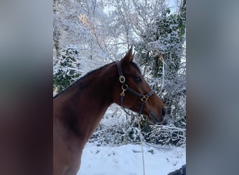 Slowakisches Warmblut, Stute, 11 Jahre