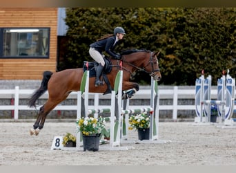 Slowakisches Warmblut, Stute, 12 Jahre, 165 cm, Brauner