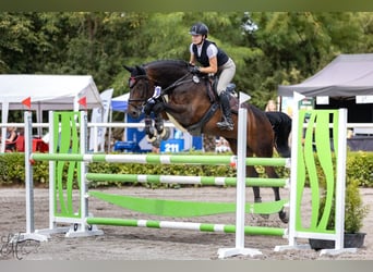 Slowakisches Warmblut, Stute, 12 Jahre, 167 cm, Brauner