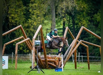 Slowakisches Warmblut, Stute, 12 Jahre, 169 cm, Dunkelfuchs