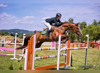 Slowakisches Warmblut, Stute, 12 Jahre, 169 cm, Dunkelfuchs