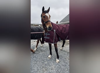 Slowakisches Warmblut, Stute, 14 Jahre, 165 cm, Brauner