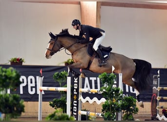 Slowakisches Warmblut, Stute, 14 Jahre, 175 cm, Fuchs