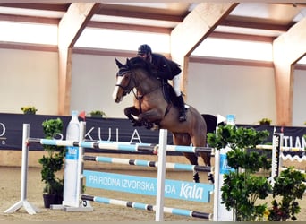 Slowakisches Warmblut, Stute, 14 Jahre, 175 cm, Fuchs