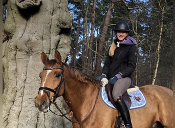 Slowakisches Warmblut, Stute, 15 Jahre, 170 cm, Dunkelfuchs