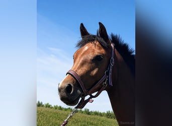 Slowakisches Warmblut, Stute, 2 Jahre, 153 cm, Rotbrauner