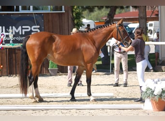Slowakisches Warmblut, Stute, 3 Jahre, 160 cm, Brauner