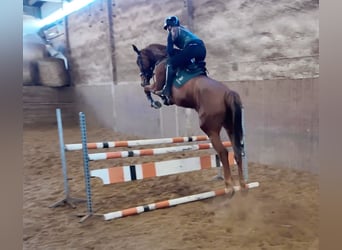 Slowakisches Warmblut, Stute, 5 Jahre, 169 cm, Dunkelfuchs