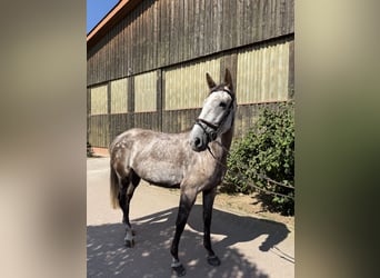 Slowakisches Warmblut, Stute, 5 Jahre, 174 cm, Schimmel