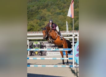 Slowakisches Warmblut, Stute, 6 Jahre, 166 cm, Rotbrauner