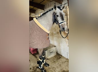Slowakisches Warmblut, Stute, 7 Jahre, 147 cm, Apfelschimmel