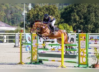 Slowakisches Warmblut, Stute, 7 Jahre, 165 cm, Rotbrauner
