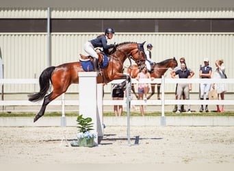 Slowakisches Warmblut, Stute, 7 Jahre, 167 cm, Rotbrauner