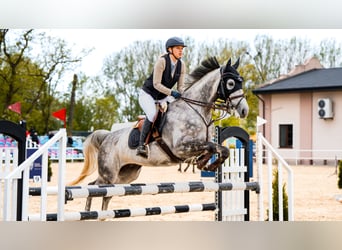 Slowakisches Warmblut, Stute, 7 Jahre, 168 cm, Schimmel